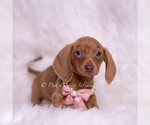 Small #2 Dachshund