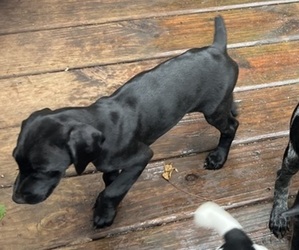 Medium German Shorthaired Pointer