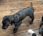 Puppy Ebony German Shorthaired Pointer