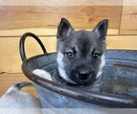 Small #2 Alaskan Klee Kai-Pomeranian Mix