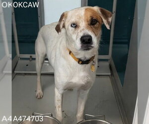 Mutt Dogs for adoption in Oklahoma City, OK, USA
