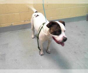 American Pit Bull Terrier-Unknown Mix Dogs for adoption in Tulsa, OK, USA