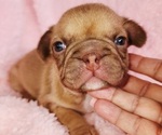 Small #7 French Bulldog