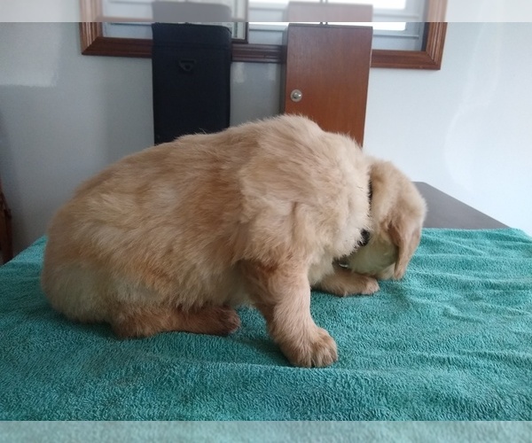 Medium Photo #5 Golden Retriever Puppy For Sale in SUMNER, IL, USA