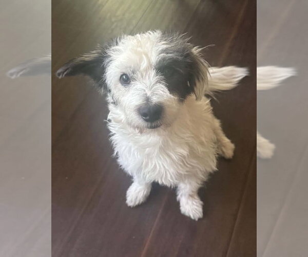 Medium Photo #3 Mutt Puppy For Sale in Corona, CA, USA