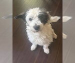 Small #2 Mutt