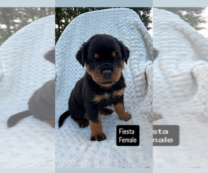 Medium Rottweiler