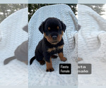Puppy 6 Rottweiler