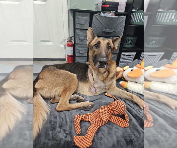 Medium Photo #3 German Shepherd Dog Puppy For Sale in San Leon, TX, USA