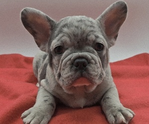 French Bulldog Puppy for sale in SPRINGFIELD, OR, USA