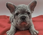 Small French Bulldog