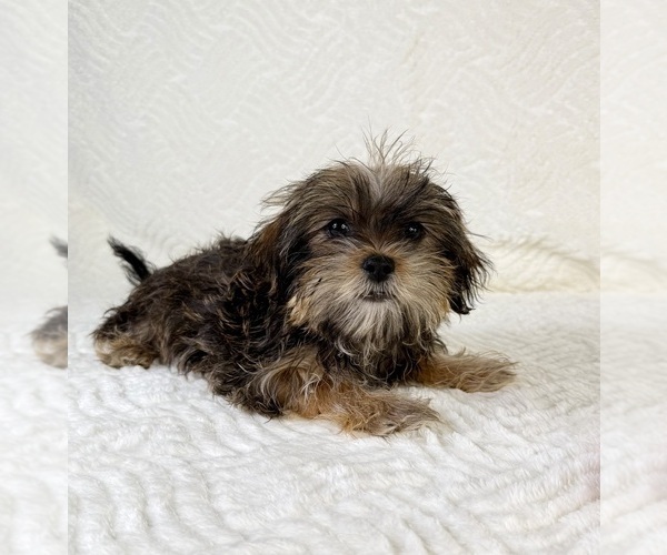 Medium Photo #3 Shorkie Tzu Puppy For Sale in GREENFIELD, IN, USA