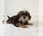 Small #2 Shorkie Tzu