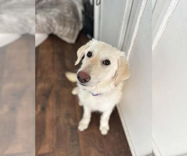 Medium Photo #3 Labrador Retriever-Unknown Mix Puppy For Sale in Turlock, CA, USA