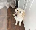 Small #2 Labrador Retriever Mix