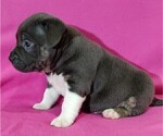 Small Photo #2 American Bully Puppy For Sale in BRANDYWINE, MD, USA