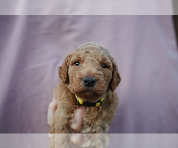 Medium Photo #39 Goldendoodle (Miniature) Puppy For Sale in DALLAS, OR, USA