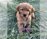 Small #8 Golden Retriever