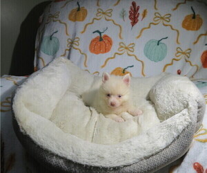 Pomeranian Puppy for sale in COOKEVILLE, TN, USA