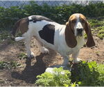 Small #5 Basset Hound