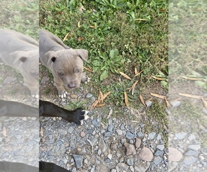 American Pit Bull Terrier Puppy for sale in EDEN, NC, USA