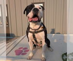 Small #8 American Pit Bull Terrier Mix
