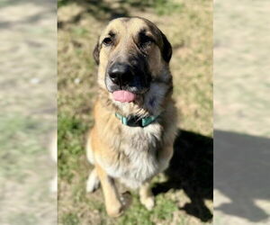 Anatolian Shepherd-German Shepherd Dog Mix Dogs for adoption in Higley, AZ, USA