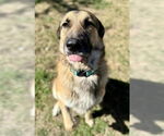 Small Anatolian Shepherd-German Shepherd Dog Mix