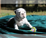 Small Photo #3 Bulldog Puppy For Sale in MONUMENT, CO, USA