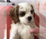 Small Photo #5 Cavalier King Charles Spaniel Puppy For Sale in TEMPLETON, CA, USA