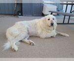Small #5 Great Pyrenees