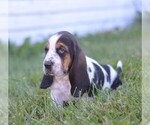 Puppy Willy Basset Hound