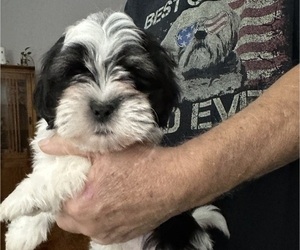 Shih Tzu Puppy for sale in PENSACOLA, FL, USA