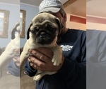 Small Photo #1 Pug Puppy For Sale in ISLANDTON, SC, USA