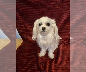 Mother of the Maltese puppies born on 06/13/2025