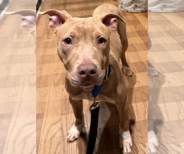 Medium Photo #5 Mutt Puppy For Sale in Decatur, GA, USA