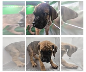 Cane Corso-Neapolitan Mastiff Mix Puppy for sale in TOPEKA, KS, USA