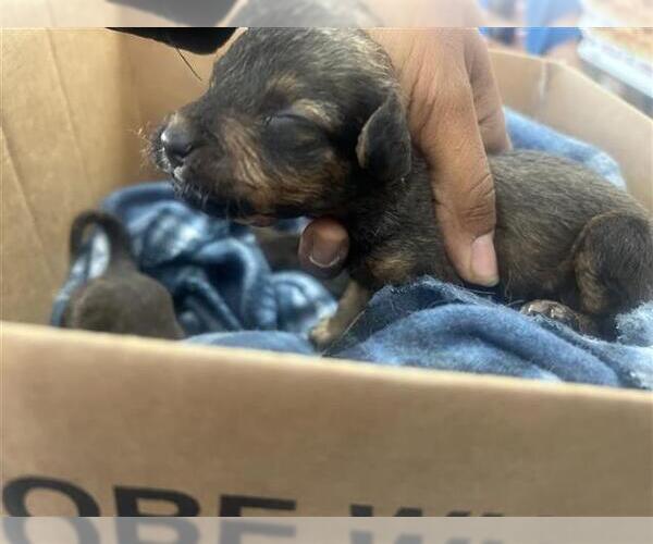 Medium Photo #1 Labrador Retriever-Unknown Mix Puppy For Sale in Houston, TX, USA