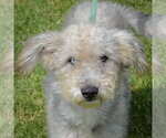 Small #3 Mutt