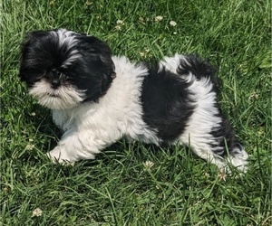Shih Tzu Puppy for Sale in HARRISONBURG, Virginia USA