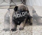 Small Photo #3 Pug Puppy For Sale in CINCINNATI, OH, USA