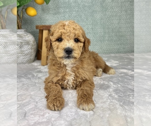 Medium Photo #5 Goldendoodle (Miniature) Puppy For Sale in FRANKLIN, IN, USA
