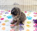 Layla - Female Cavapoo (Miniature)-Poodle (Toy) Mix Puppy for Sale - Photo #11
