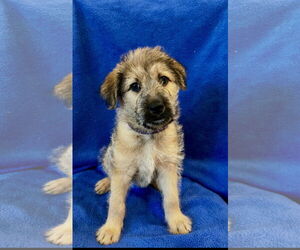 Mutt Dogs for adoption in Menifee, CA, USA