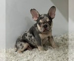 Puppy 1 French Bulldog