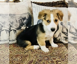 Aussie-Corgi Puppy for sale in MCALESTER, OK, USA