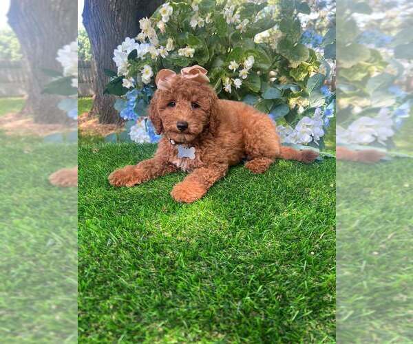 Medium Photo #1 Goldendoodle Puppy For Sale in INDIANAPOLIS, IN, USA