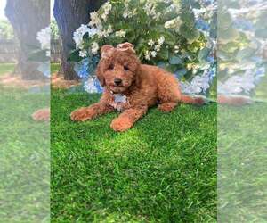 Goldendoodle Puppy for Sale in INDIANAPOLIS, Indiana USA