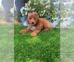 Image preview for Ad Listing. Nickname: Riley micro