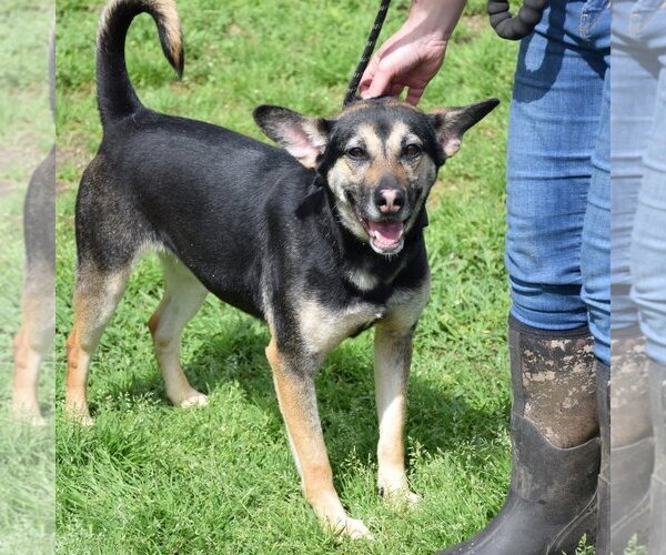 Medium Photo #3 Australian Kelpie-Unknown Mix Puppy For Sale in Anniston, AL, USA